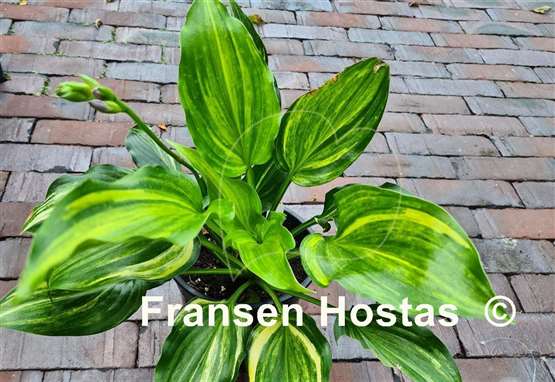 Hosta The Sweetest Thing